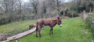 Recuperando el vínculo natural 