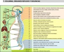 Columna vertebral reflejo de Dolencias